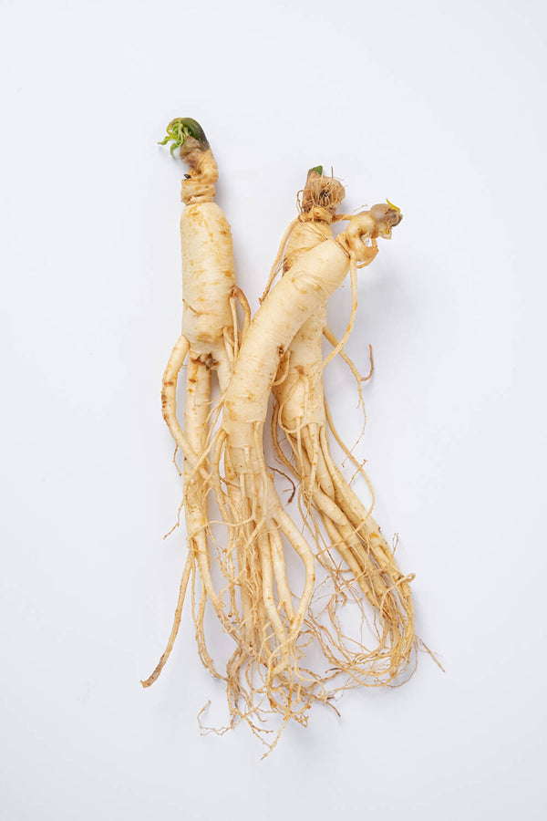 American Ginseng Powder Extract