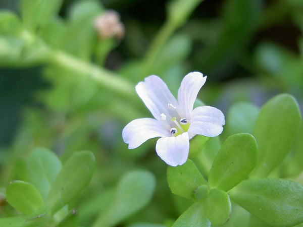 Bacopa Monnieri Powder Extract