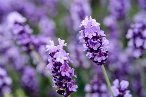 Lavender Powder Extract