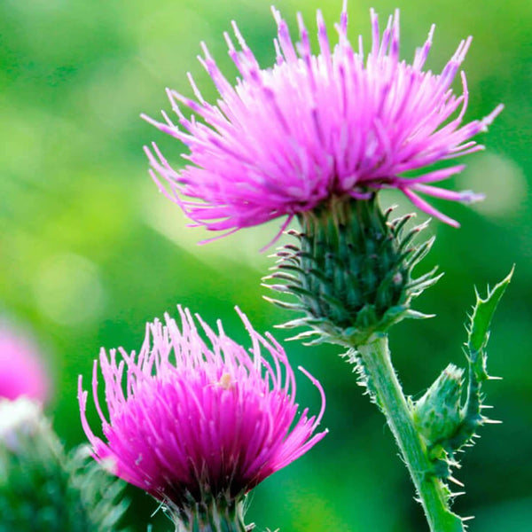 Organic Milk Thistle Powder Extract