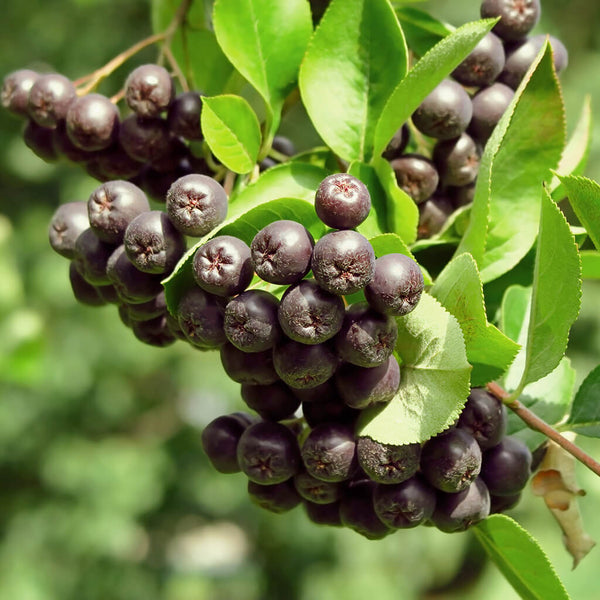 ChokeBerry Fruit Powder