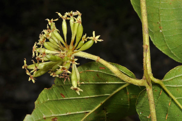 Uncaria Powder